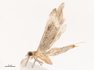  ( - CBG-B19184-B08)  @11 [ ] CreativeCommons - Attribution Share - Alike (2025) CBG Photography Group Centre for Biodiversity Genomics