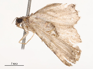  ( - CBG-B19184-C09)  @11 [ ] CreativeCommons - Attribution Share - Alike (2025) CBG Photography Group Centre for Biodiversity Genomics