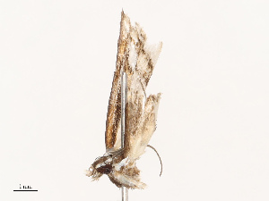  ( - CBG-B19184-E06)  @11 [ ] CreativeCommons - Attribution Share - Alike (2025) CBG Photography Group Centre for Biodiversity Genomics