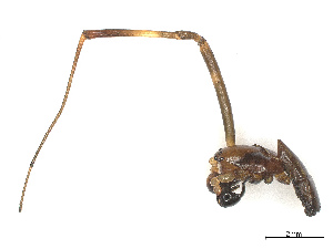  (Trichonephila plumipes - CBG-B19184-F06)  @11 [ ] CreativeCommons - Attribution Share - Alike (2025) CBG Photography Group Centre for Biodiversity Genomics