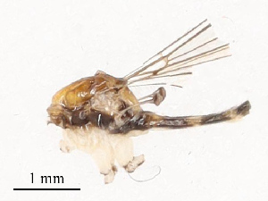  ( - CBG-B19184-H01)  @11 [ ] CreativeCommons - Attribution Share - Alike (2025) CBG Photography Group Centre for Biodiversity Genomics