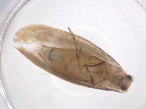  ( - CBG-B23638-H01)  @11 [ ] CreativeCommons - Attribution Share - Alike (2025) Centre for Biodiversity Genomics Centre for Biodiversity Genomics