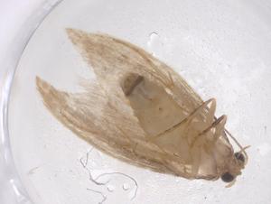  ( - CBG-B23639-A12)  @11 [ ] CreativeCommons - Attribution Share - Alike (2025) Centre for Biodiversity Genomics Centre for Biodiversity Genomics