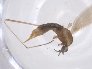  ( - CBG-B23639-E05)  @11 [ ] CreativeCommons - Attribution Share - Alike (2025) Centre for Biodiversity Genomics Centre for Biodiversity Genomics