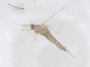  ( - CBG-B23640-E04)  @11 [ ] CreativeCommons - Attribution Share - Alike (2025) Centre for Biodiversity Genomics Centre for Biodiversity Genomics