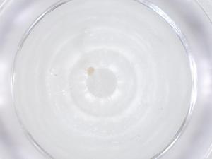  ( - CBG-B00280-D06)  @11 [ ] CreativeCommons - Attribution Share - Alike (2025) Centre for Biodiversity Genomics Centre for Biodiversity Genomics