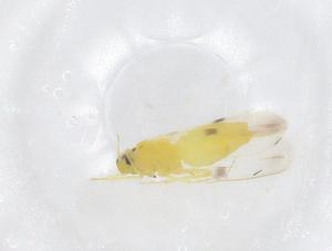  ( - CBG-B00280-D07)  @11 [ ] CreativeCommons - Attribution Share - Alike (2025) Centre for Biodiversity Genomics Centre for Biodiversity Genomics