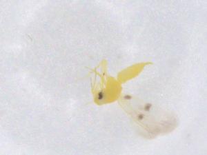  ( - CBG-B00281-C06)  @11 [ ] CreativeCommons - Attribution Share - Alike (2025) Centre for Biodiversity Genomics Centre for Biodiversity Genomics