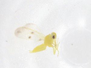  (Aleuroduplidens - CBG-B00282-H02)  @11 [ ] CreativeCommons - Attribution Share - Alike (2025) Centre for Biodiversity Genomics Centre for Biodiversity Genomics