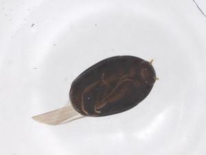  (Scaphisoma funereum - CBG-B00287-H02)  @11 [ ] CreativeCommons - Attribution Share - Alike (2025) Centre for Biodiversity Genomics Centre for Biodiversity Genomics