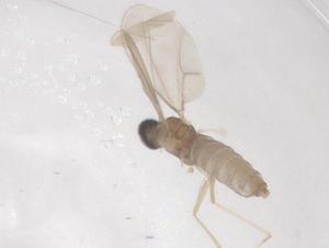  ( - CBG-B00289-A07)  @11 [ ] CreativeCommons - Attribution Share - Alike (2025) Centre for Biodiversity Genomics Centre for Biodiversity Genomics