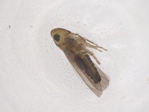  (Zygina ipoloa - CBG-B00867-A04)  @11 [ ] CreativeCommons - Attribution Share - Alike (2025) Centre for Biodiversity Genomics Centre for Biodiversity Genomics