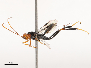  (Austrohelcon - CBG-B00889-B06)  @11 [ ] CreativeCommons - Attribution Share - Alike (2025) CBG Photography Group Centre for Biodiversity Genomics