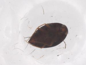  (Scaphisoma funereum - CBG-B01405-F05)  @11 [ ] CreativeCommons - Attribution Share - Alike (2025) Centre for Biodiversity Genomics Centre for Biodiversity Genomics