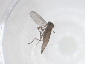  ( - CBG-B01805-E04)  @11 [ ] CreativeCommons - Attribution Share - Alike (2025) Centre for Biodiversity Genomics Centre for Biodiversity Genomics