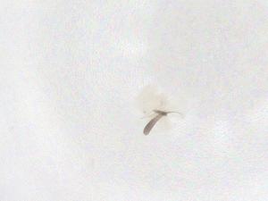  ( - CBG-B01873-F06)  @11 [ ] CreativeCommons - Attribution Share - Alike (2025) Centre for Biodiversity Genomics Centre for Biodiversity Genomics