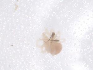  ( - CBG-B01874-F05)  @11 [ ] CreativeCommons - Attribution Share - Alike (2025) Centre for Biodiversity Genomics Centre for Biodiversity Genomics