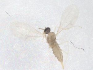  ( - CBG-B01875-A10)  @11 [ ] CreativeCommons - Attribution Share - Alike (2025) Centre for Biodiversity Genomics Centre for Biodiversity Genomics