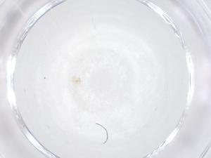  ( - CBG-B01875-G04)  @11 [ ] CreativeCommons - Attribution Share - Alike (2025) Centre for Biodiversity Genomics Centre for Biodiversity Genomics