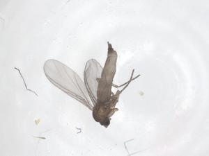  ( - CBG-B01875-H11)  @11 [ ] CreativeCommons - Attribution Share - Alike (2025) Centre for Biodiversity Genomics Centre for Biodiversity Genomics