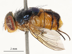  ( - CBG-B02543-B10)  @11 [ ] CreativeCommons - Attribution Share - Alike (2025) CBG Photography Group Centre for Biodiversity Genomics