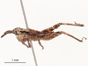  ( - CBG-B02543-F05)  @11 [ ] CreativeCommons - Attribution Share - Alike (2025) CBG Photography Group Centre for Biodiversity Genomics