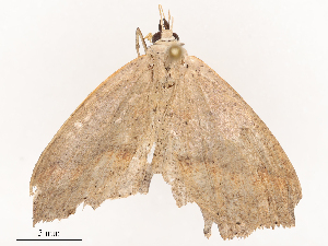  ( - CBG-B02547-E05)  @11 [ ] CreativeCommons - Attribution Share - Alike (2025) CBG Photography Group Centre for Biodiversity Genomics