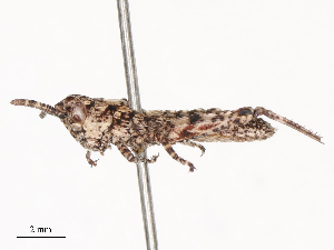  ( - CBG-B02552-A01)  @11 [ ] CreativeCommons - Attribution Share - Alike (2025) CBG Photography Group Centre for Biodiversity Genomics