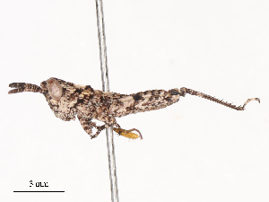  ( - CBG-B02552-A02)  @11 [ ] CreativeCommons - Attribution Share - Alike (2025) CBG Photography Group Centre for Biodiversity Genomics