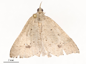  ( - CBG-B02552-E03)  @11 [ ] CreativeCommons - Attribution Share - Alike (2025) CBG Photography Group Centre for Biodiversity Genomics