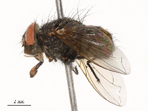  ( - CBG-B02552-G09)  @11 [ ] CreativeCommons - Attribution Share - Alike (2025) CBG Photography Group Centre for Biodiversity Genomics