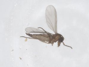  ( - CBG-B02588-F09)  @11 [ ] CreativeCommons - Attribution Share - Alike (2025) Centre for Biodiversity Genomics Centre for Biodiversity Genomics