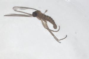  ( - CBG-B02590-A03)  @11 [ ] CreativeCommons - Attribution Share - Alike (2025) Centre for Biodiversity Genomics Centre for Biodiversity Genomics