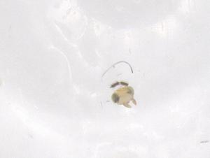  ( - CBG-B02816-E12)  @11 [ ] CreativeCommons - Attribution Share - Alike (2025) Centre for Biodiversity Genomics Centre for Biodiversity Genomics