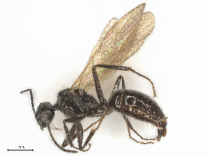  ( - CBG-B03146-A01)  @11 [ ] CreativeCommons - Attribution Share - Alike (2025) CBG Photography Group Centre for Biodiversity Genomics