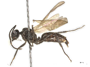  ( - CBG-B03146-A03)  @11 [ ] CreativeCommons - Attribution Share - Alike (2025) CBG Photography Group Centre for Biodiversity Genomics