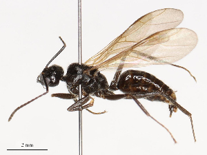  ( - CBG-B03146-A04)  @11 [ ] CreativeCommons - Attribution Share - Alike (2025) CBG Photography Group Centre for Biodiversity Genomics