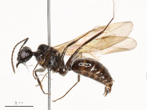  ( - CBG-B03146-B01)  @11 [ ] CreativeCommons - Attribution Share - Alike (2025) CBG Photography Group Centre for Biodiversity Genomics