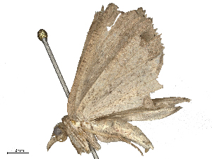  ( - CBG-B03147-C02)  @11 [ ] CreativeCommons - Attribution Share - Alike (2025) CBG Photography Group Centre for Biodiversity Genomics