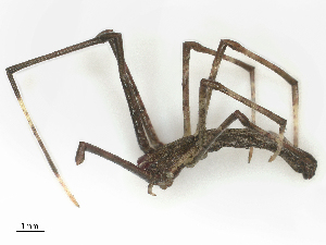  ( - CBG-B03147-H10)  @11 [ ] CreativeCommons - Attribution Share - Alike (2025) CBG Photography Group Centre for Biodiversity Genomics