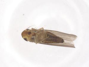  (Zygina ipoloa - CBG-B03476-H05)  @11 [ ] CreativeCommons - Attribution Share - Alike (2025) Centre for Biodiversity Genomics Centre for Biodiversity Genomics