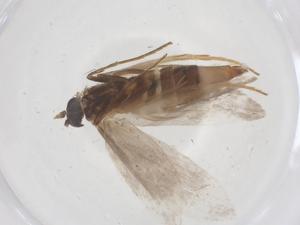  ( - CBG-B03478-B03)  @11 [ ] CreativeCommons - Attribution Share - Alike (2025) Centre for Biodiversity Genomics Centre for Biodiversity Genomics