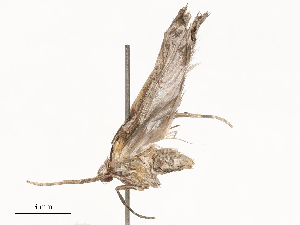  ( - CBG-B04472-D10)  @11 [ ] CreativeCommons - Attribution Share - Alike (2025) CBG Photography Group Centre for Biodiversity Genomics