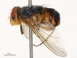  ( - CBG-B07458-E09)  @11 [ ] CreativeCommons - Attribution Share - Alike (2025) CBG Photography Group Centre for Biodiversity Genomics