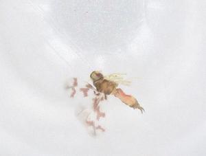  (Aleurotrachelus limbatus - CBG-B14315-C08)  @11 [ ] CreativeCommons - Attribution Share - Alike (2025) Centre for Biodiversity Genomics Centre for Biodiversity Genomics