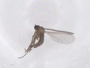  ( - CBG-B23590-D10)  @11 [ ] CreativeCommons - Attribution Share - Alike (2025) Centre for Biodiversity Genomics Centre for Biodiversity Genomics