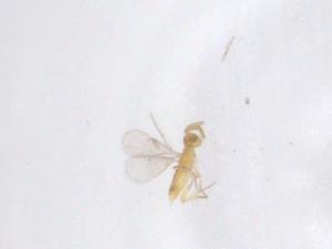  (Aphytis chilensis - CBG-B23592-F06)  @11 [ ] CreativeCommons - Attribution Share - Alike (2025) Centre for Biodiversity Genomics Centre for Biodiversity Genomics