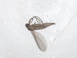  ( - CBG-B23608-A12)  @11 [ ] CreativeCommons - Attribution Share - Alike (2025) Centre for Biodiversity Genomics Centre for Biodiversity Genomics