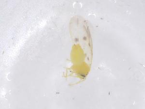  ( - CBG-B23634-G08)  @11 [ ] CreativeCommons - Attribution Share - Alike (2025) Centre for Biodiversity Genomics Centre for Biodiversity Genomics