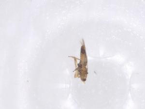  ( - CBG-B00201-D05)  @11 [ ] CreativeCommons - Attribution Share - Alike (2025) Centre for Biodiversity Genomics Centre for Biodiversity Genomics